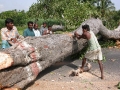 1x1_impression_tree_cutting_01